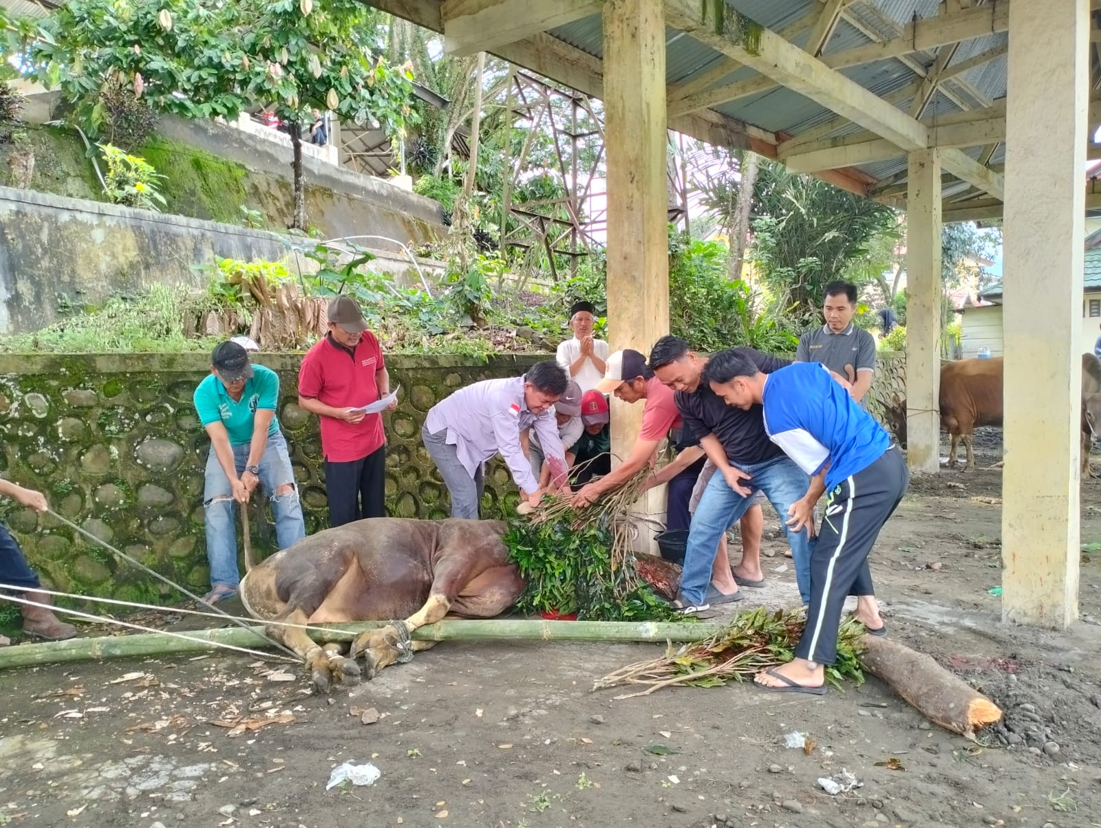 Idul Adha 1445 H/2024 M: Rektor IAIN Curup Pimpin Lansung Pemotongan Hewan Qurban