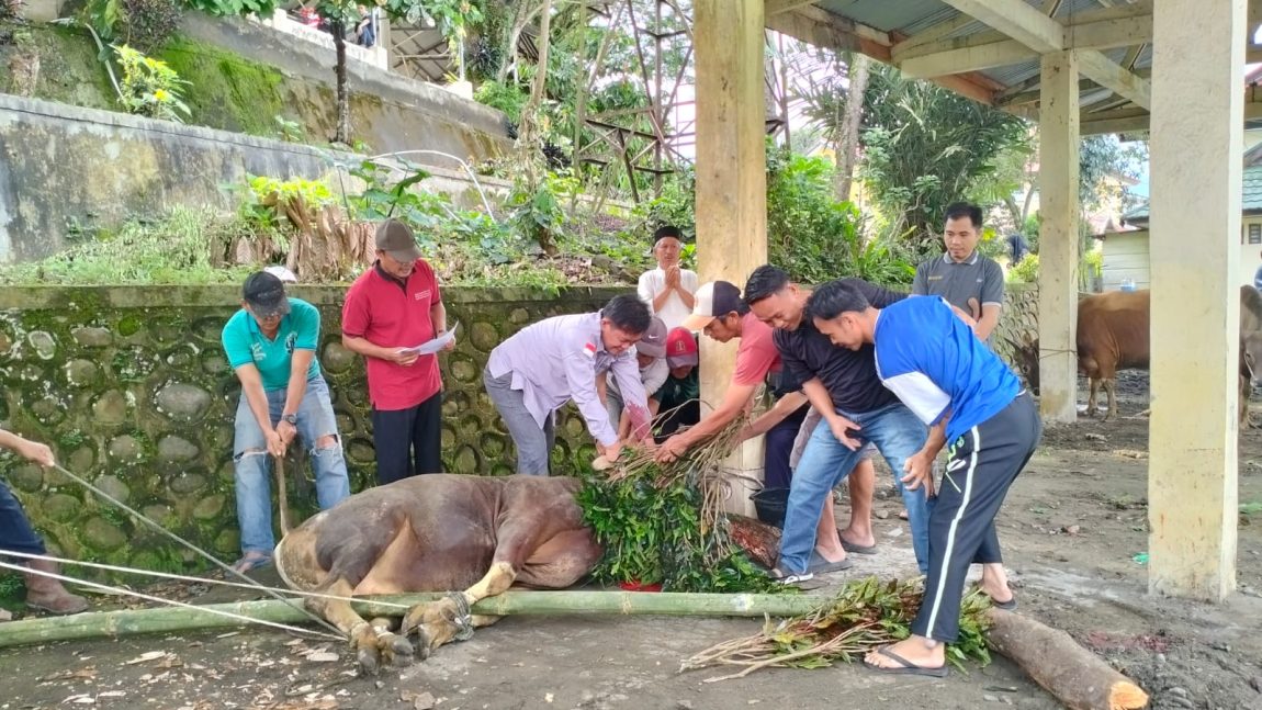 Idul Adha 1445 H/2024 M: Rektor IAIN Curup Pimpin Lansung Pemotongan Hewan Qurban